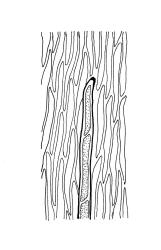 Brachythecium plumosum, abaxial costal spine. Drawn from A.J. Fife 6593, CHR 405566.
 Image: R.C. Wagstaff © Landcare Research 2019 CC BY 3.0 NZ
